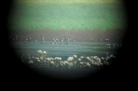 Pelicans48952 Pelicans48952