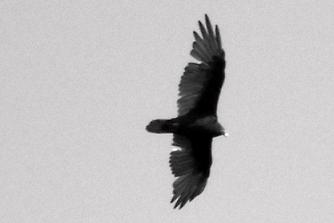 TurkeyVulture3475