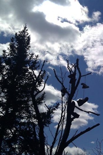 ShoeTree