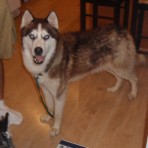 kodiak