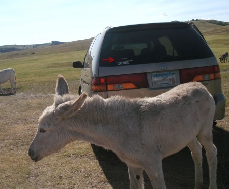 Wild Ass PDD Sighting, South Dakota