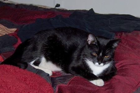 Beebee-the-cat