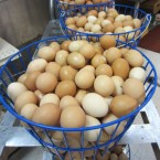 eggsbasket