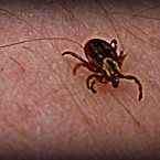 evil-tick-2013