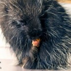 wildwoods-porcupine