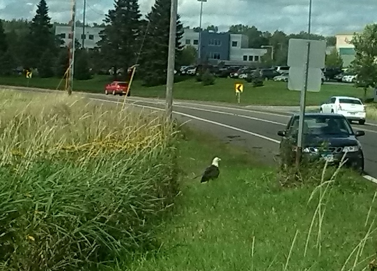 Eagle on ground