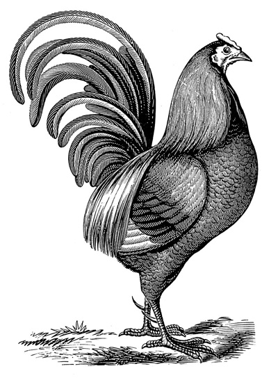 Classical Chicken