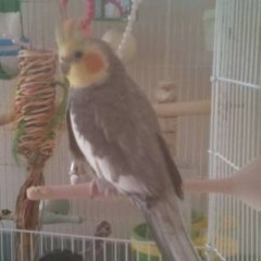 Male Cockatiel