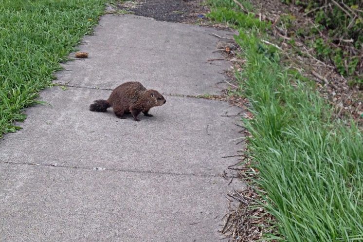 rodent