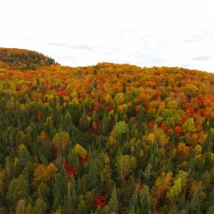Minnesota Fall Colors Aerial Drone Video