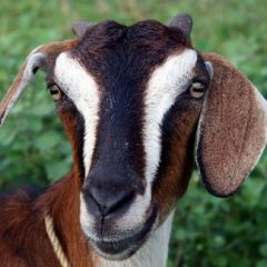 Duluth Goat