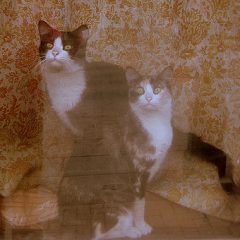 kozy_cats2