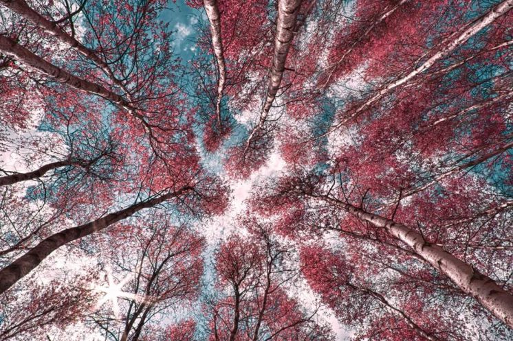 Lester River Birches - Shot with an infrared filter, producing the color replacement of greens to pinks/purples depending on saturation. 