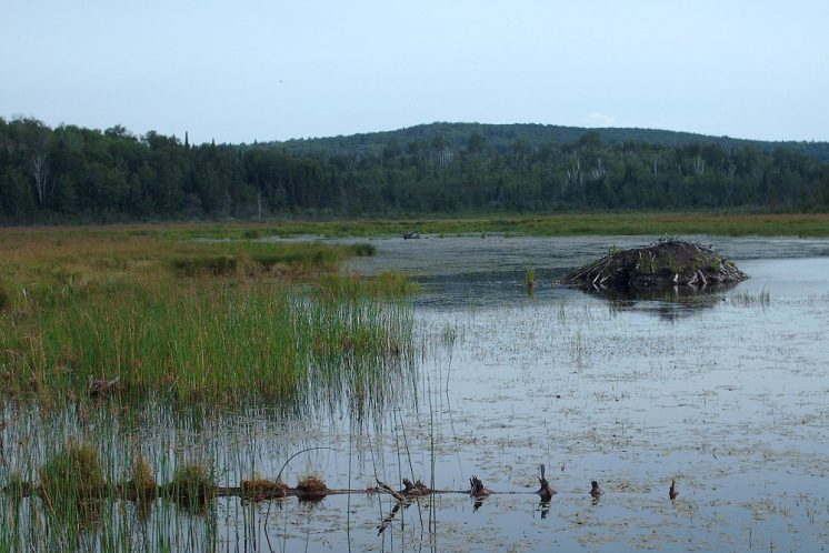 080817-sawmill-pond