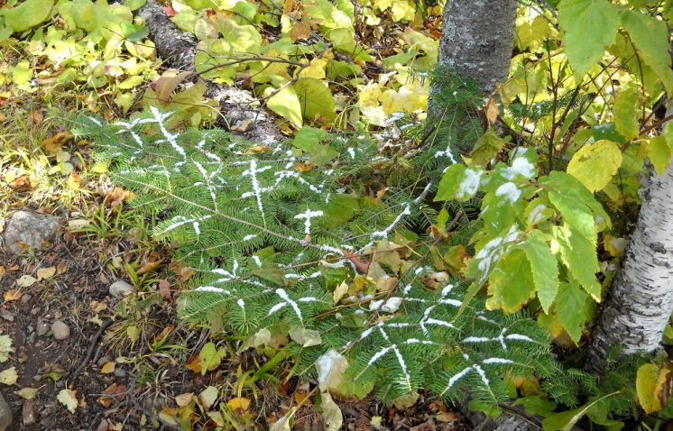 091010-snowpine