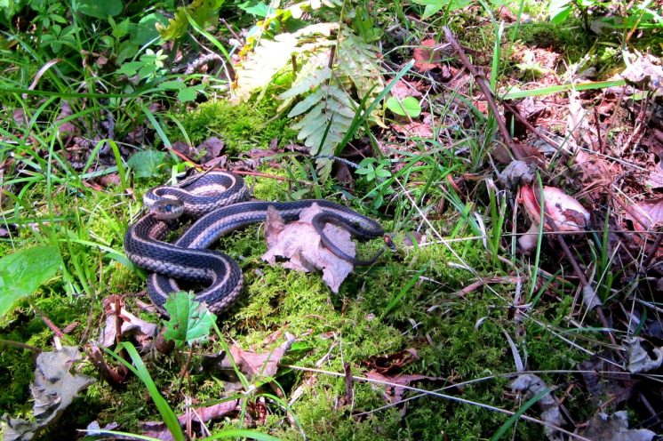 20130803-snake