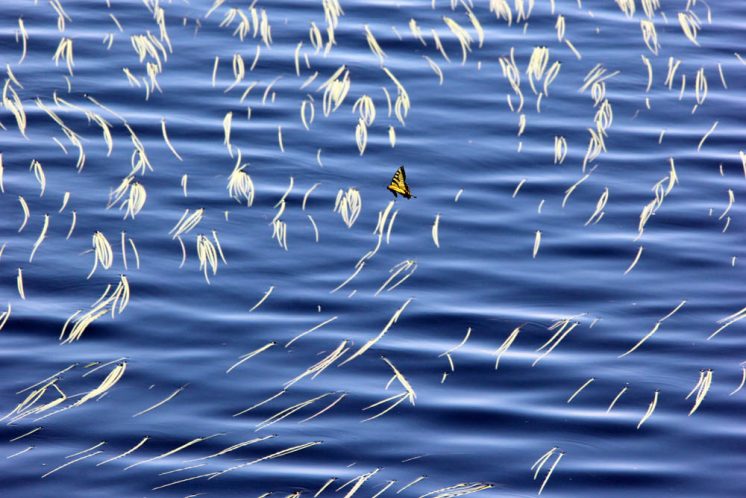 butterfly-photo2