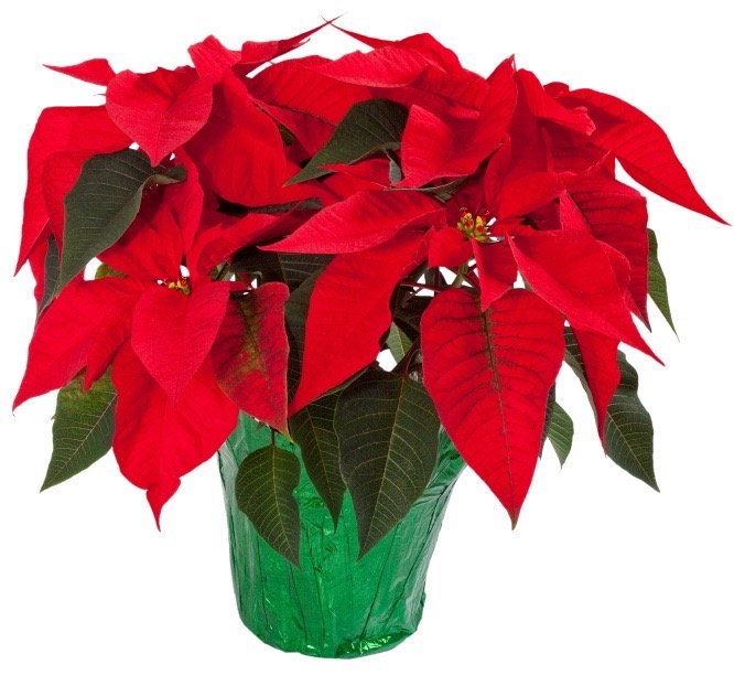 poinsettia
