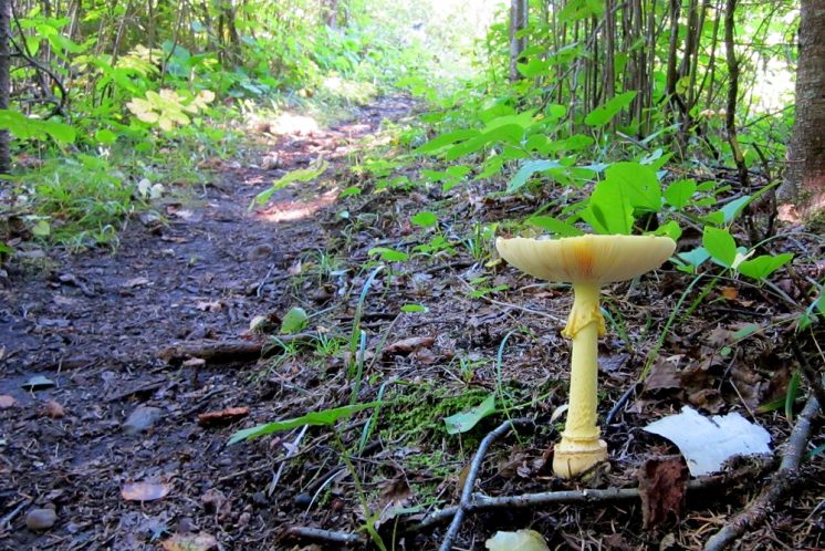 201409 Mushroom