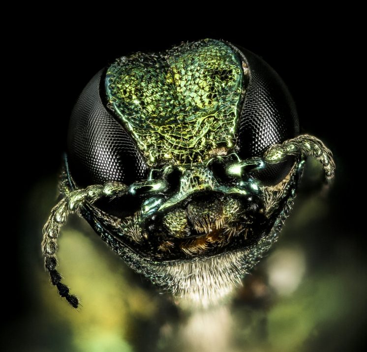 Emerald Ash Borer 